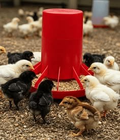 Veterinary Medicines