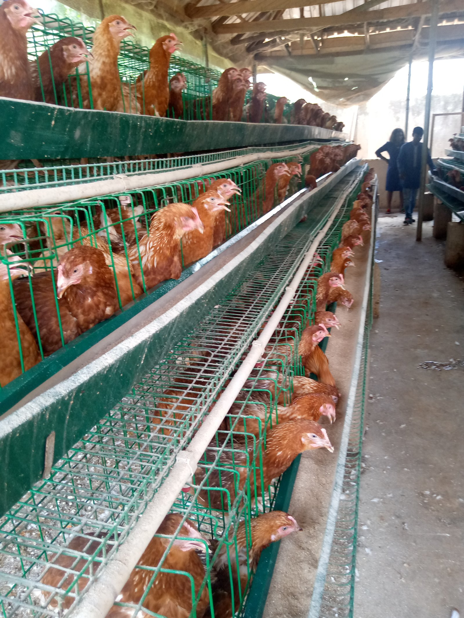 Jenfrank Farms feed and livestock care