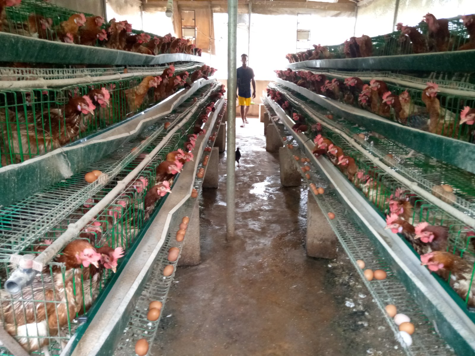 Veterinary medicines supplied in Owerri