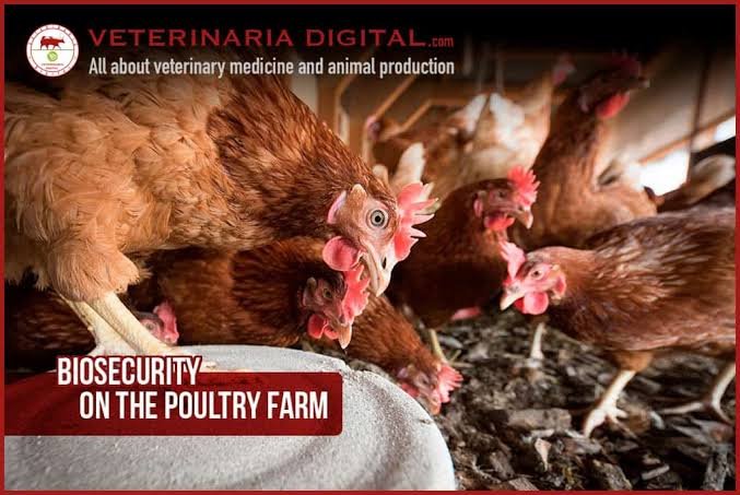 10 Poultry Farm Biosecurity Practices Every Nigerian Farmer Should Follow