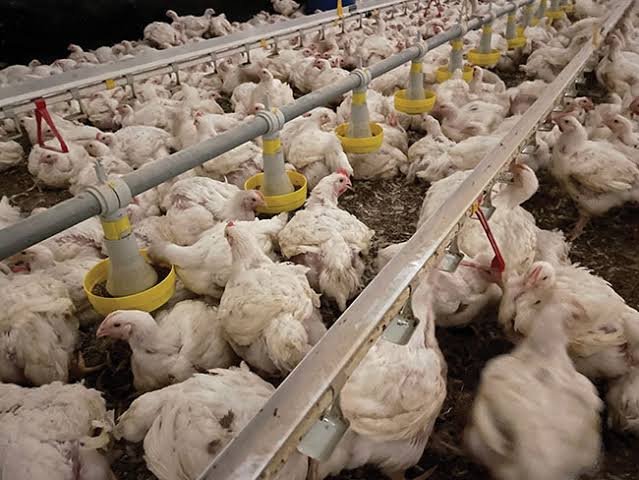 How to Reduce Feed Waste on a Small Poultry Farm