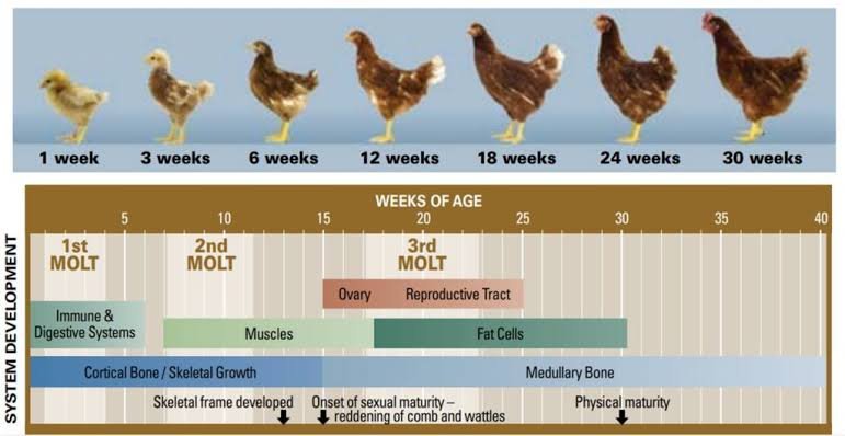 Poultry Feed Guide: What Chickens Need at Different Stages of Growth