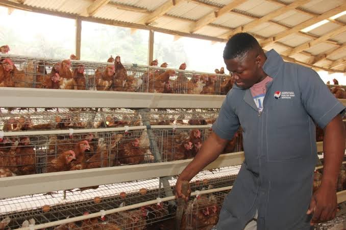 The Complete Guide to Starting Poultry Farming in Nigeria