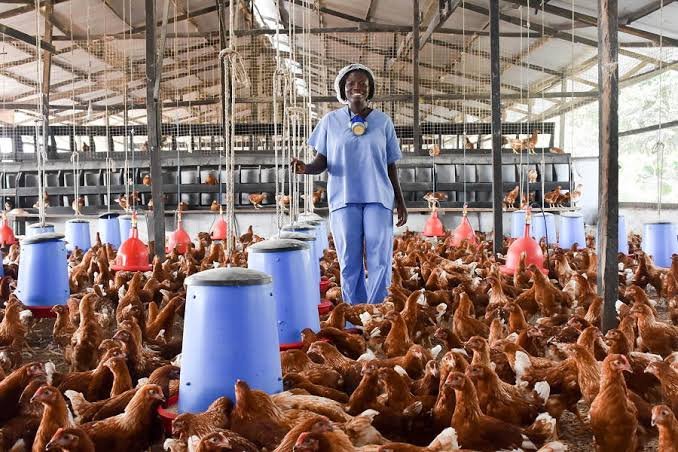How to Start a Small Poultry Farm in Nigeria: A Beginner's Guide