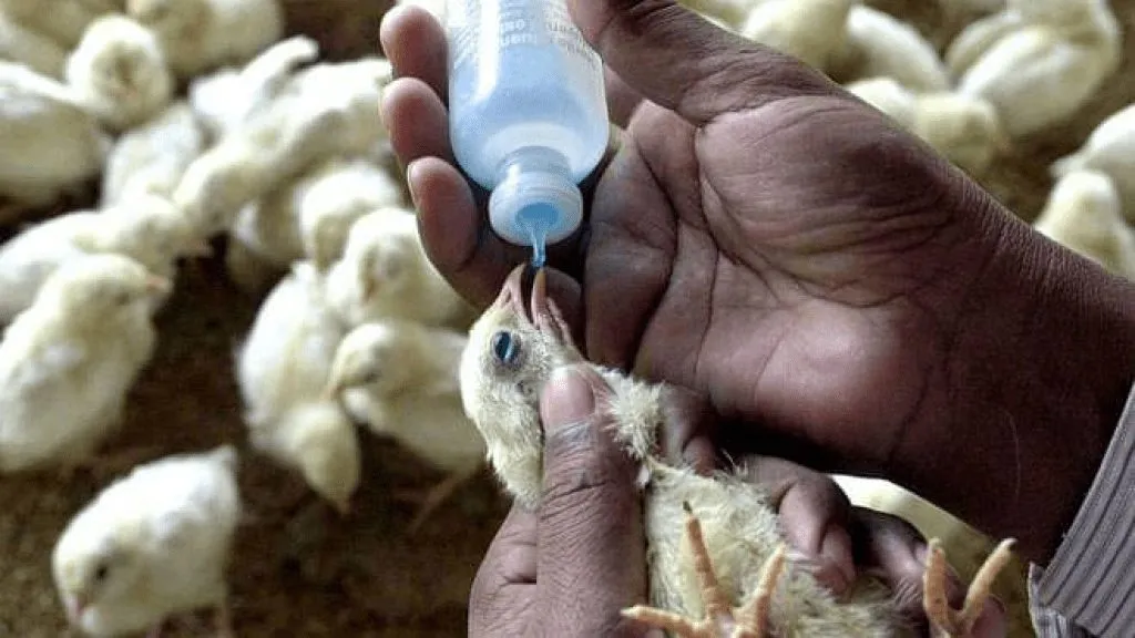 How to Keep Chickens Healthy: 10 Practical Poultry Farm Management Tips