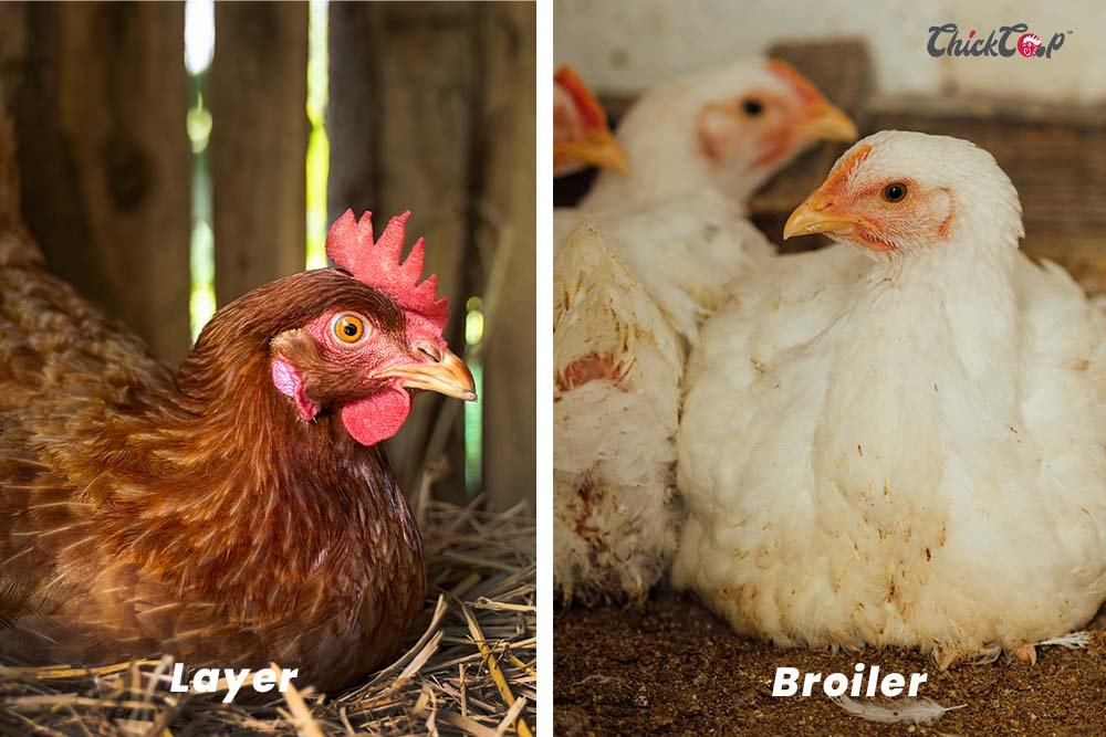 Broiler vs Layer Farming: Which Is Better for Beginners in Nigeria?