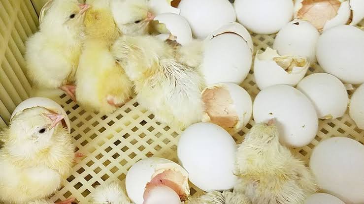 How to Choose Good Day-Old Chicks for Poultry Farming