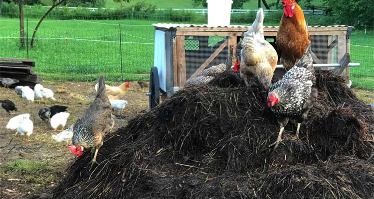 How to Reduce Feed Wastage in Poultry Farming