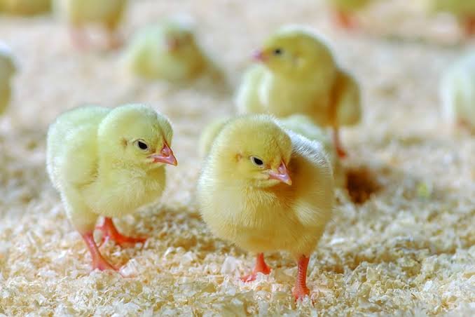 How to Choose Healthy Chicks for Poultry Farming