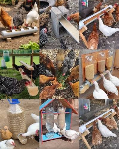 Broiler Chicken Farming: A Practical Guide for New Farmers