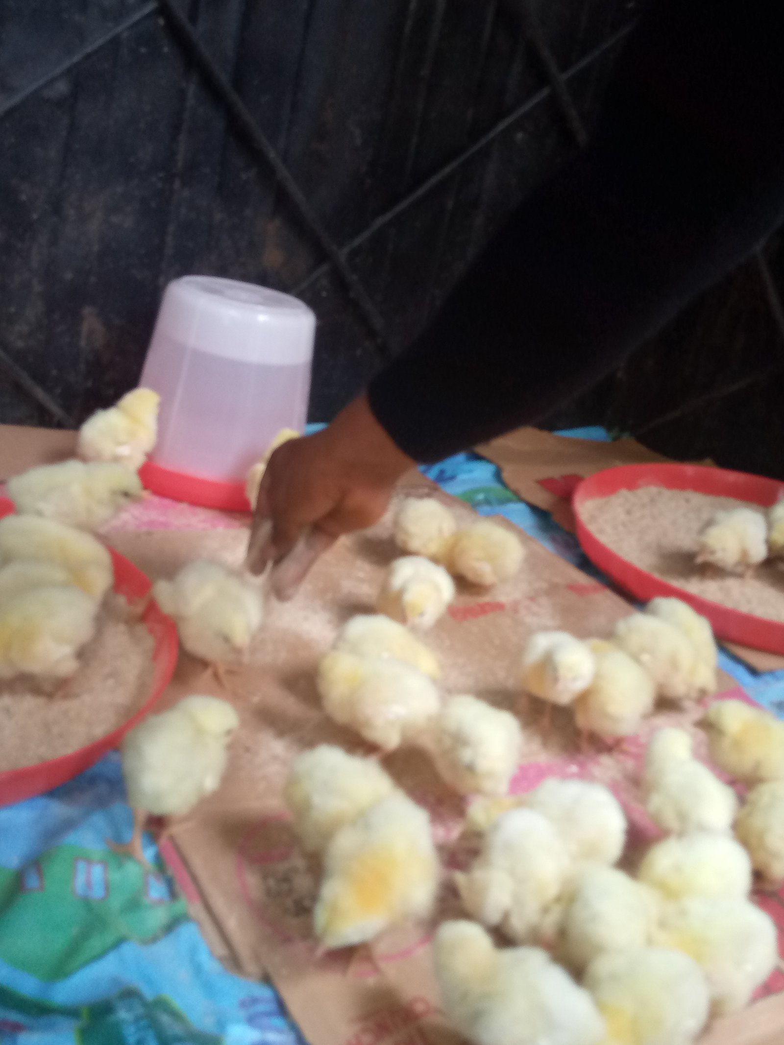 Livestock nutrition products at Jenfrank Farms